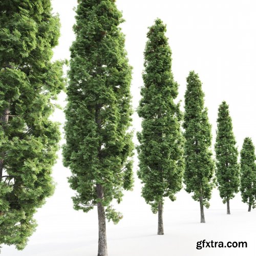 Thuja High