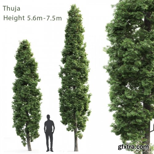 Thuja High