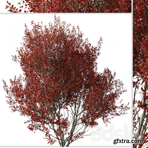 Set of Cotinus Grace Trees (Smoke Tree) (2 Trees)