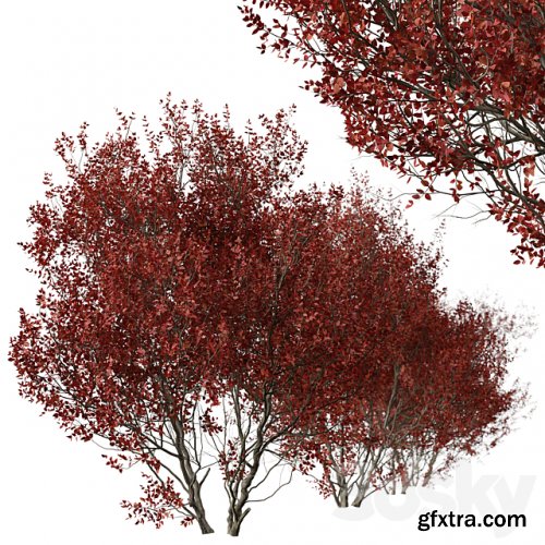 Set of Cotinus Grace Trees (Smoke Tree) (2 Trees)