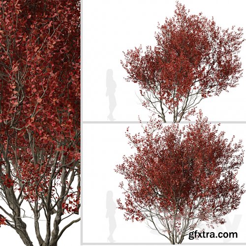 Set of Cotinus Grace Trees (Smoke Tree) (2 Trees)