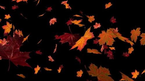 Videohive - Maple Leaves 02 Hd - 33287172 - 33287172