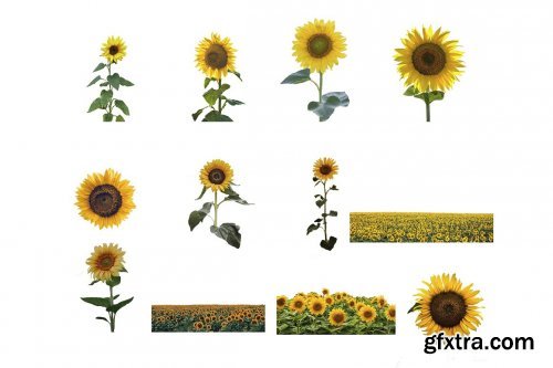 CreativeMarket - Sunflower Photoshop Overlays, PNGs 5264990