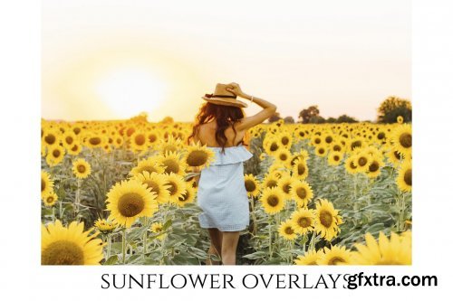 CreativeMarket - Sunflower Photoshop Overlays, PNGs 5264990