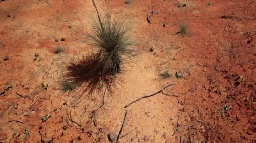 Videohive - Tropical Forest Dry Ground - 32491678 - 32491678