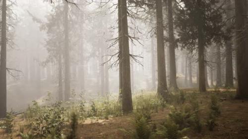 Videohive - Sunbeams in Natural Spruce Forest - 33326907 - 33326907