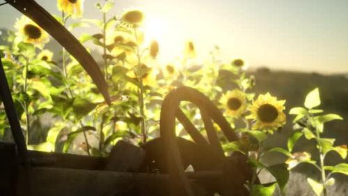 Videohive - Old Vintage Style Scythe and Sunflower Field - 33326864 - 33326864