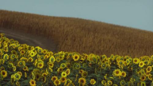 Videohive - Field of Blooming Sunflowers on a Background Sunset - 33326872 - 33326872