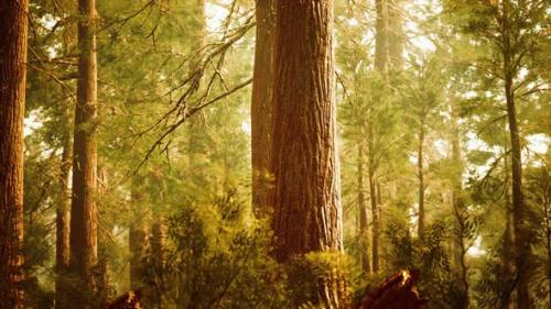 Videohive - Giant Sequoias in Redwood Forest - 33326936 - 33326936