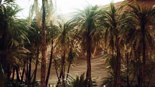 Videohive - Palm Trees Inside the Dunes - 33327060 - 33327060