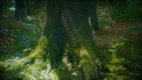 Videohive - Tree Roots and Sunshine in a Green Forest with Moss - 33330734 - 33330734