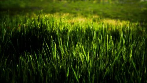 Videohive - Field with Green Grass and Wild Flowers at Sunset - 33330738 - 33330738