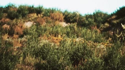 Videohive - Beach Dunes with Long Grass - 33330742 - 33330742