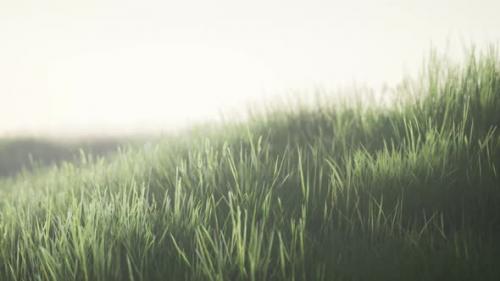 Videohive - Green Field with Tall Grass in the Early Morning with Fog - 33330747 - 33330747