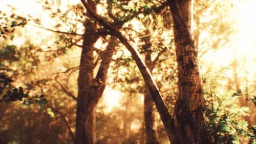 Videohive - Rays of Sunlight in a Misty Forest in Autumn - 33330774 - 33330774