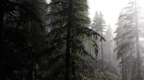 Videohive - Calm Moody Forest in Misty Fog in the Morning - 33330776 - 33330776