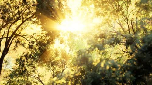 Videohive - Larch Forest with Sunlight and Shadows at Sunrise - 33330797 - 33330797