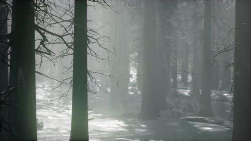 Videohive - Winter Snowcovered Forest on a Cloudy Day - 33330816 - 33330816