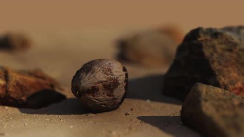 Videohive - Coconut on Sand Beach at Sunset - 33330825 - 33330825