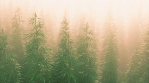 Videohive - Plantation of Cannabis in Deep Fog - 33330837 - 33330837