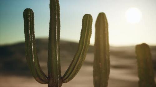 Videohive - Saguaro Cactus on the Sonoran Desert in Arizona - 33330852 - 33330852