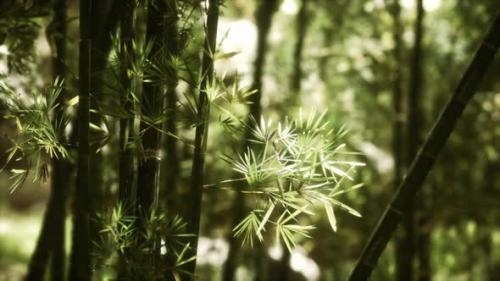 Videohive - Green Bamboo Forest in Hawaii - 33330860 - 33330860