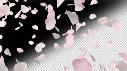 Videohive - Cherry Blossom 02 4k - 33338842 - 33338842