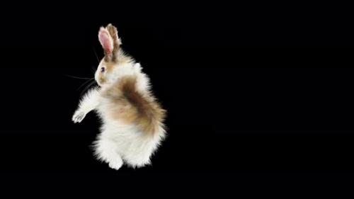 Videohive - 68 Rabbit One Hand Club Combo 4K - 33347839 - 33347839