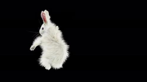 Videohive - 68 Rabbit One Hand Club Combo 4K - 33347842 - 33347842