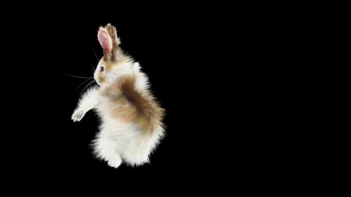 Videohive - 68 Rabbit One Hand Club Combo HD - 33347844 - 33347844