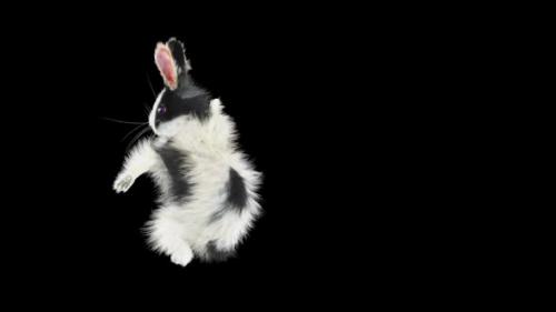 Videohive - 68 Rabbit One Hand Club Combo HD - 33347845 - 33347845