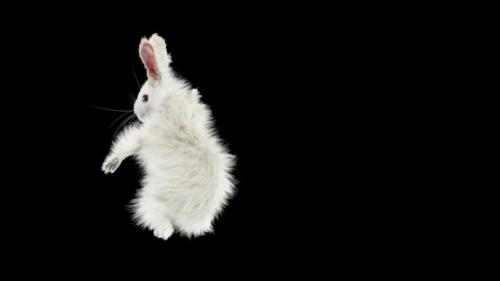 Videohive - 68 Rabbit One Hand Club Combo HD - 33347852 - 33347852