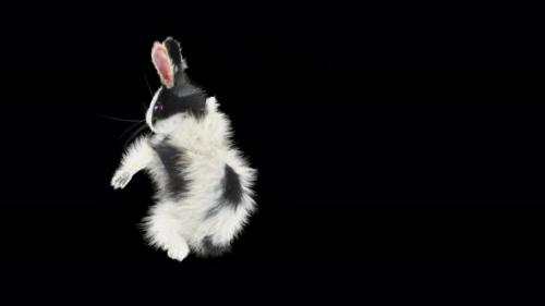 Videohive - 68 Rabbit One Hand Club Combo 4K - 33347853 - 33347853