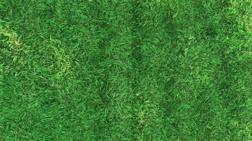 Videohive - Waving Grass in The Strong Wind Loop 4K - 33350419 - 33350419