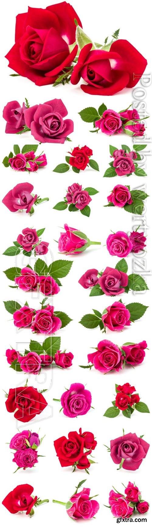 Red and pink roses on white background stock photo