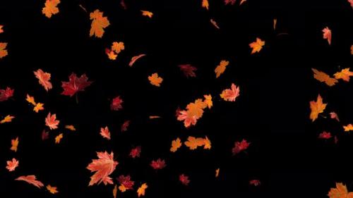 Videohive - Maple Leaves 01 4k - 33378848 - 33378848