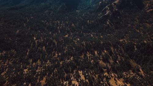 Videohive - Panorama of Cone Forest at Mountains - 33415983 - 33415983