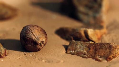 Videohive - Coconut on Sand Beach at Sunset - 33415989 - 33415989