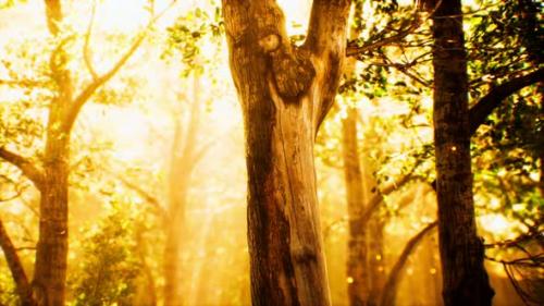 Videohive - Rays of Sunlight in a Misty Forest in Autumn - 33496000 - 33496000