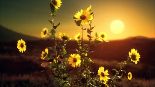 Videohive - Wild Flowers on Hills at Sunset - 33496024 - 33496024