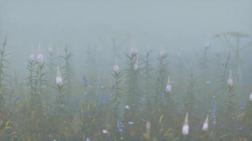 Videohive - Wild Field Flowers in Deep Fog - 33496031 - 33496031