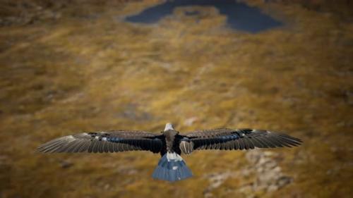 Videohive - Slow Motion American Bald Eagle in Flight Over Alaskan Mountains - 33496073 - 33496073