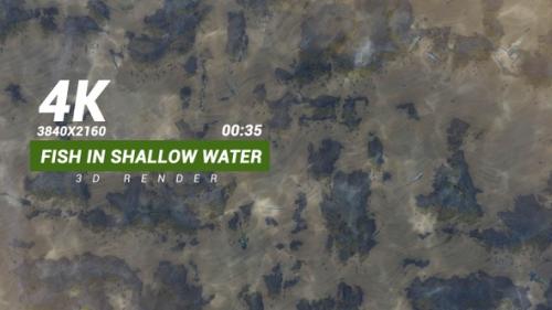 Videohive - Fish In Shallow Water - 33509183 - 33509183