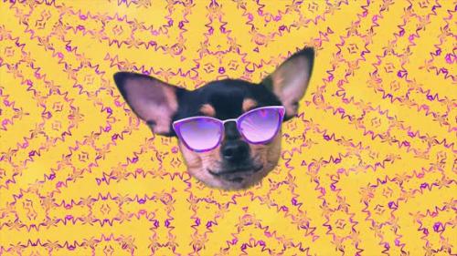 Videohive - Dog Chihuahua Happy Faces Gif Animation Motion Design Pattern in 3d with Color Background Fashion - 33509686 - 33509686