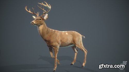 White-tailed Deer