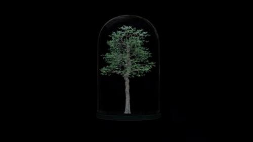 Videohive - Growing Tree In The Glass Lantern - 33547138 - 33547138