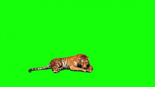 Videohive - Tiger Looking Around 3 - 33528540 - 33528540