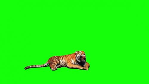 Videohive - Tiger Looking Around 9 - 33528577 - 33528577