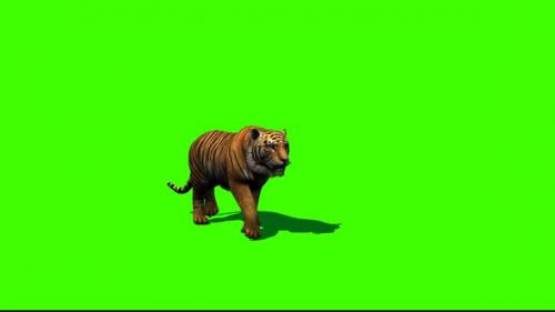 Videohive - Tiger Walking 5 - 33528608 - 33528608