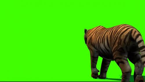 Videohive - Tiger Walking 6 - 33528624 - 33528624